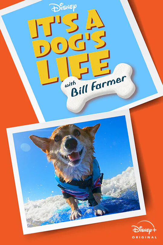It's A Dog's Life (2020) постер